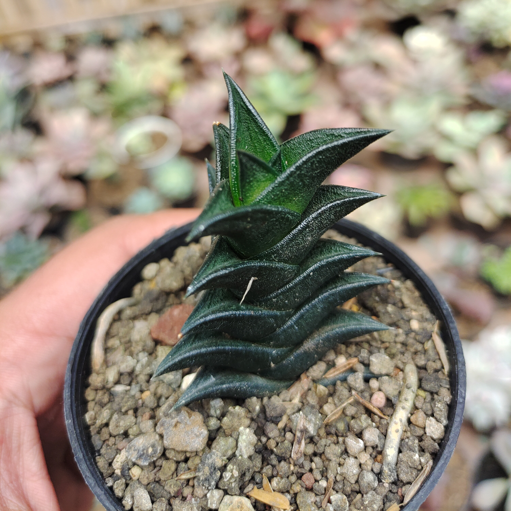 199. Haworthia Viscosa - Image 3