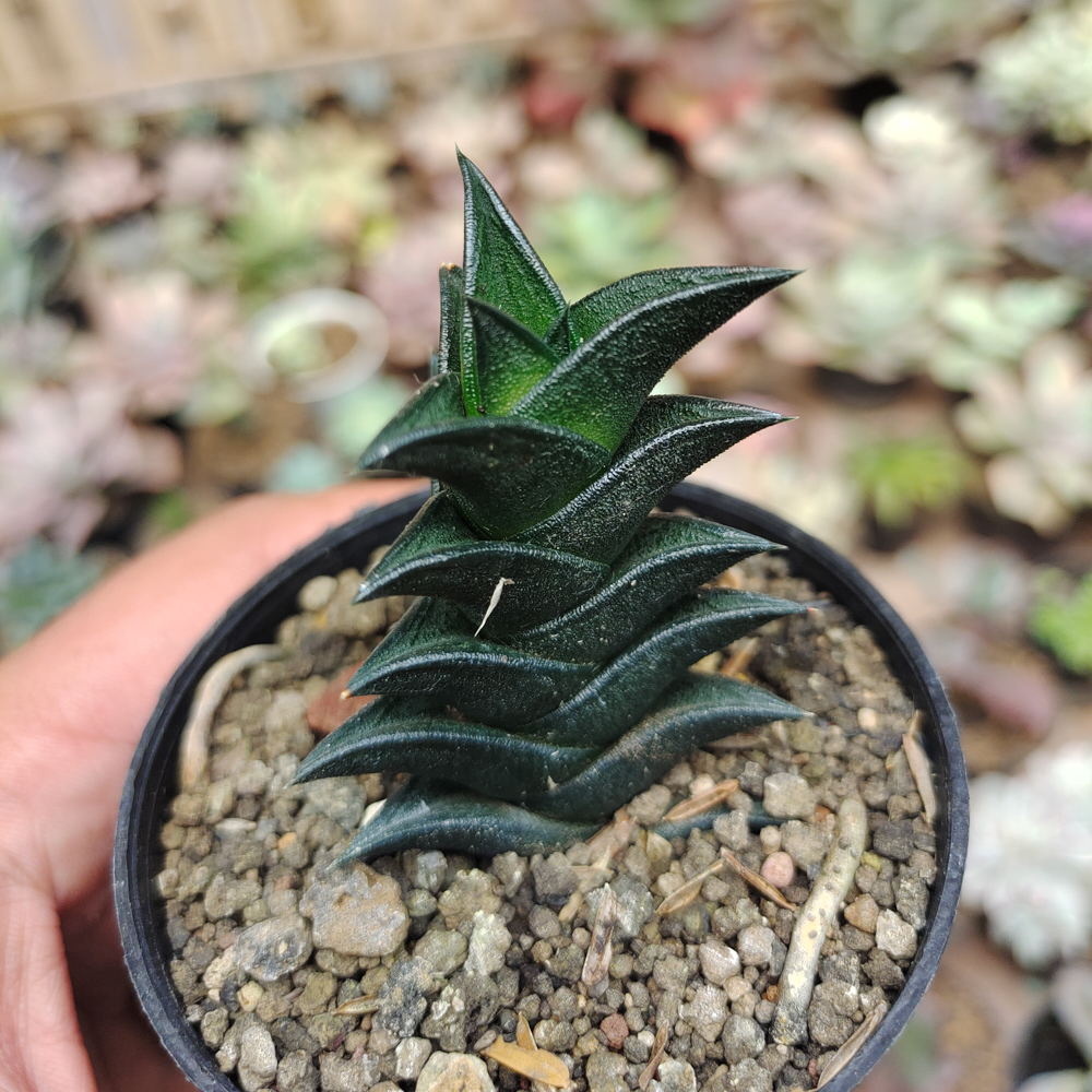 199. Haworthia Viscosa - Image 4