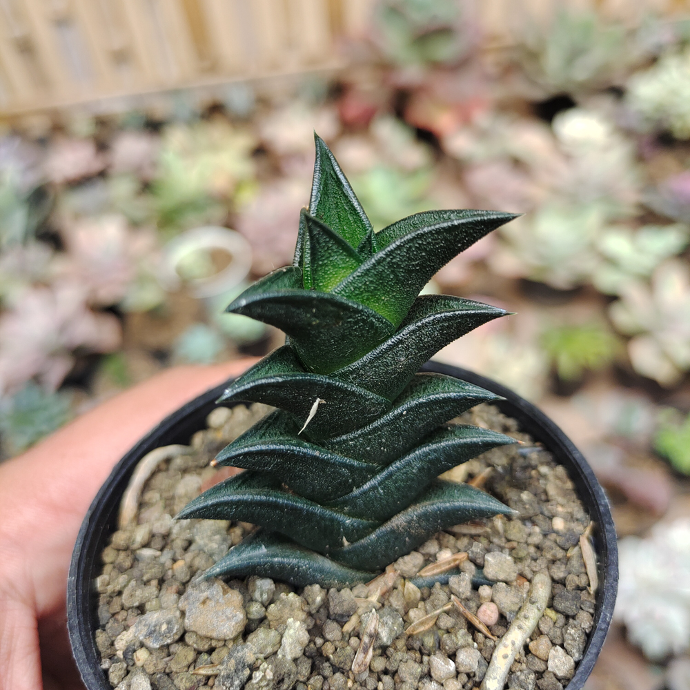 199. Haworthia Viscosa - Image 5
