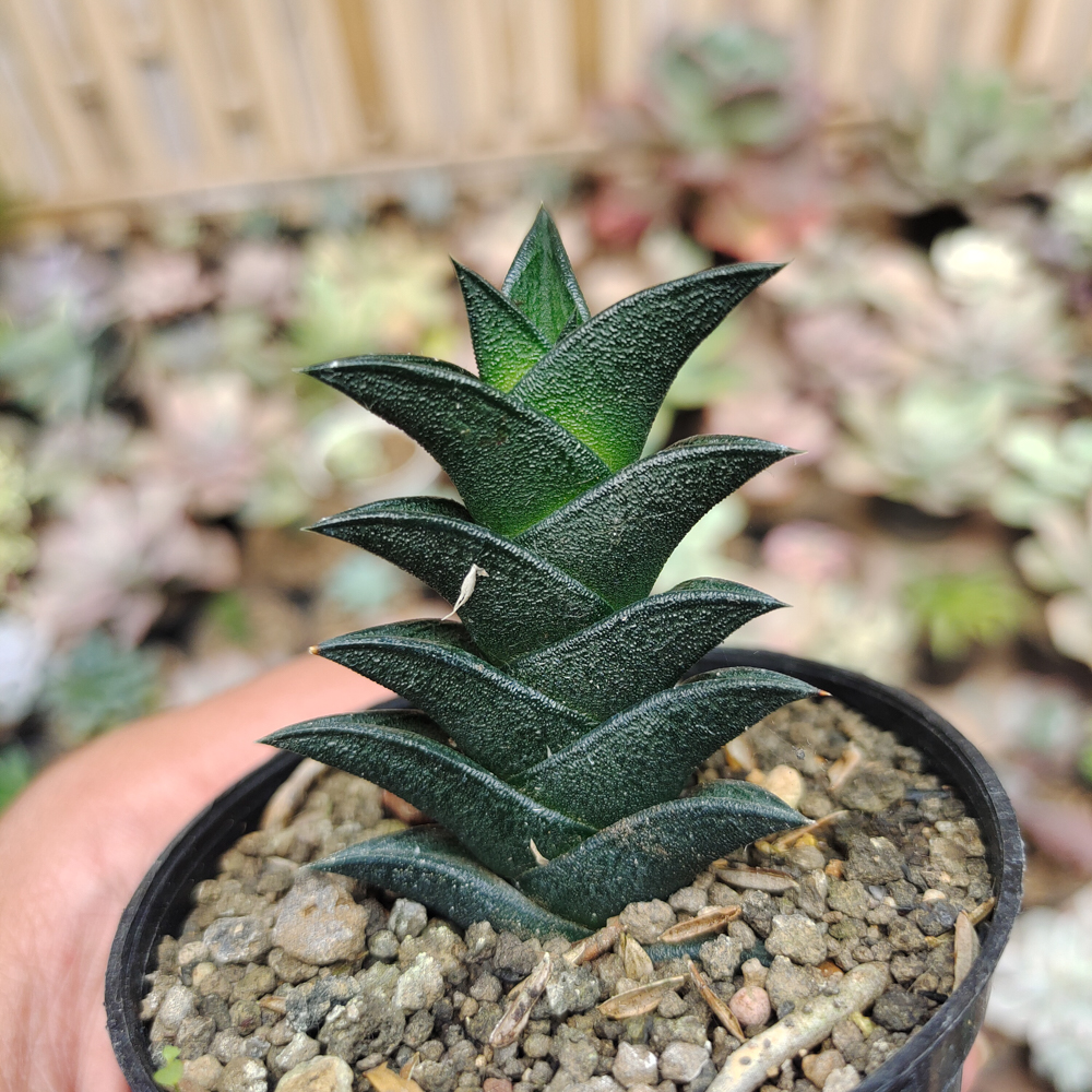 199. Haworthia Viscosa - Image 6
