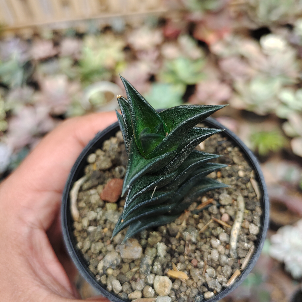 199. Haworthia Viscosa - Image 7