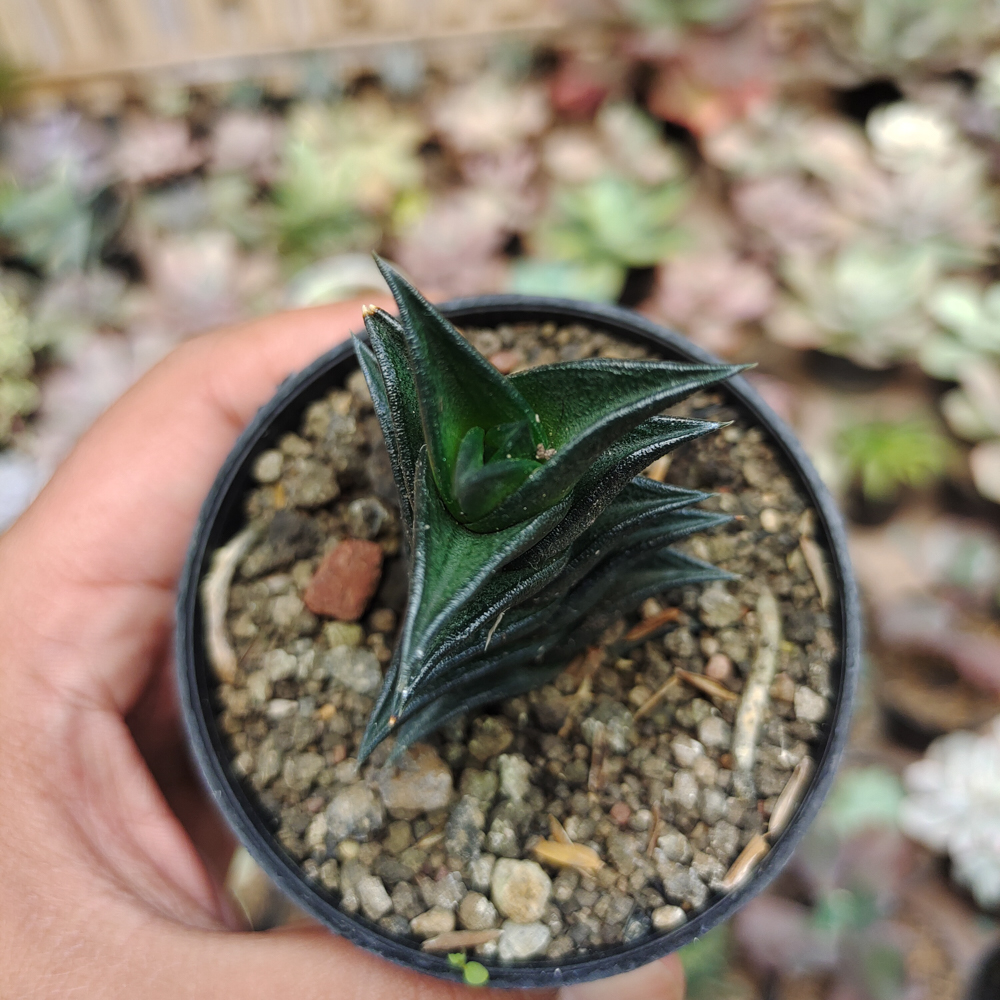 199. Haworthia Viscosa - Image 8