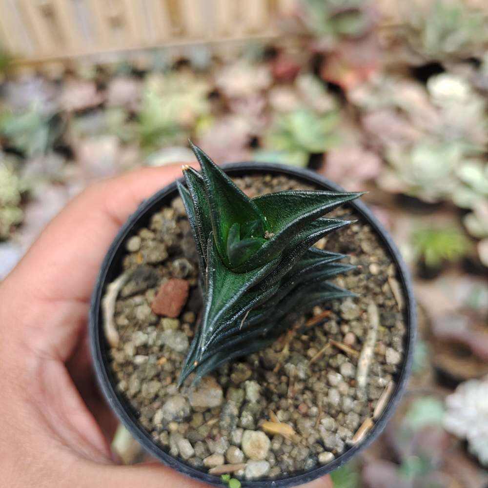 199. Haworthia Viscosa - Image 2