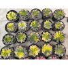 1885. Echeveria Black Prince Variegated 20 Pcs