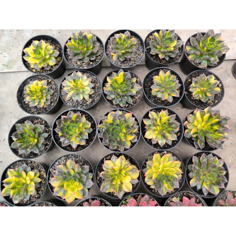 1885. Echeveria Black Prince Variegated 20 Pcs