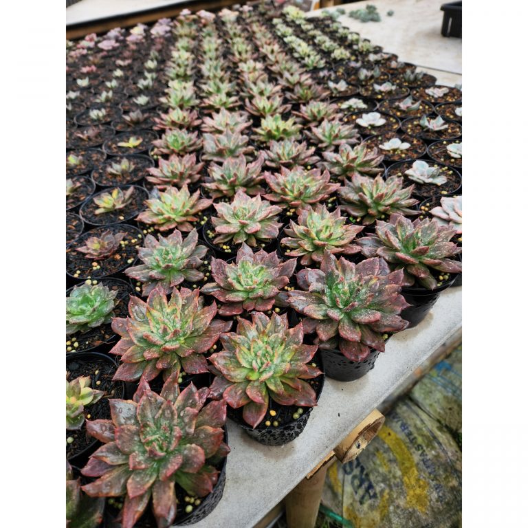 Echeveria Red Prince Mutation 20 Pcs