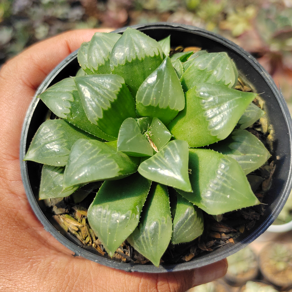 200. Haworthia Cooperi Var. Pilifera - Image 4