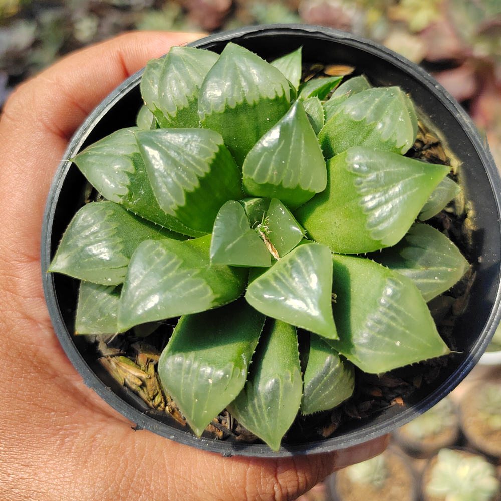 200. Haworthia Cooperi Var. Pilifera - Image 5