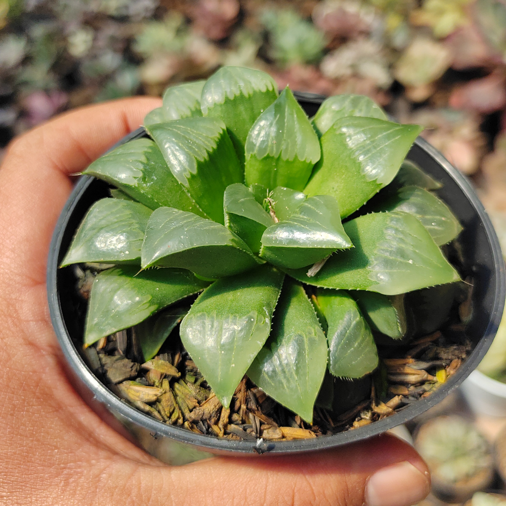 200. Haworthia Cooperi Var. Pilifera - Image 6