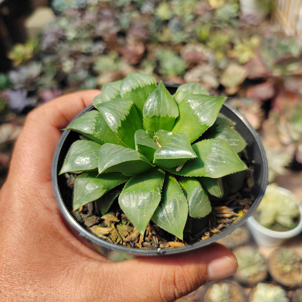 200. Haworthia Cooperi Var. Pilifera - Image 2