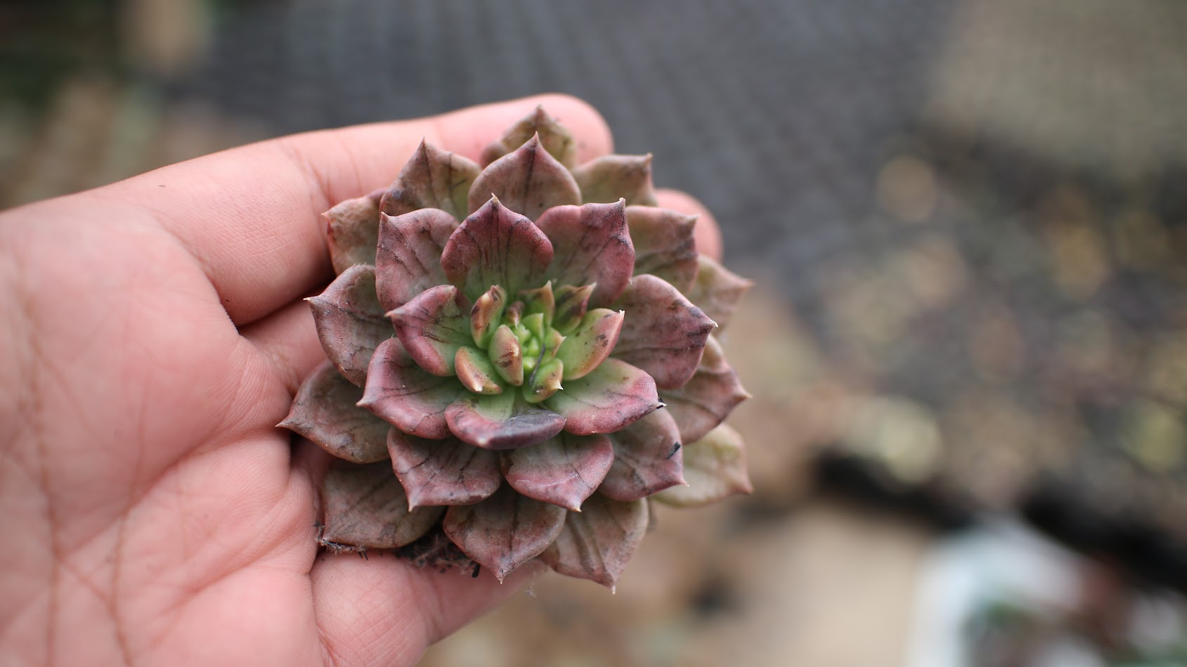 055. Echeveria Silver Prince - Image 23