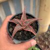 203. Aloe Christmas Carol