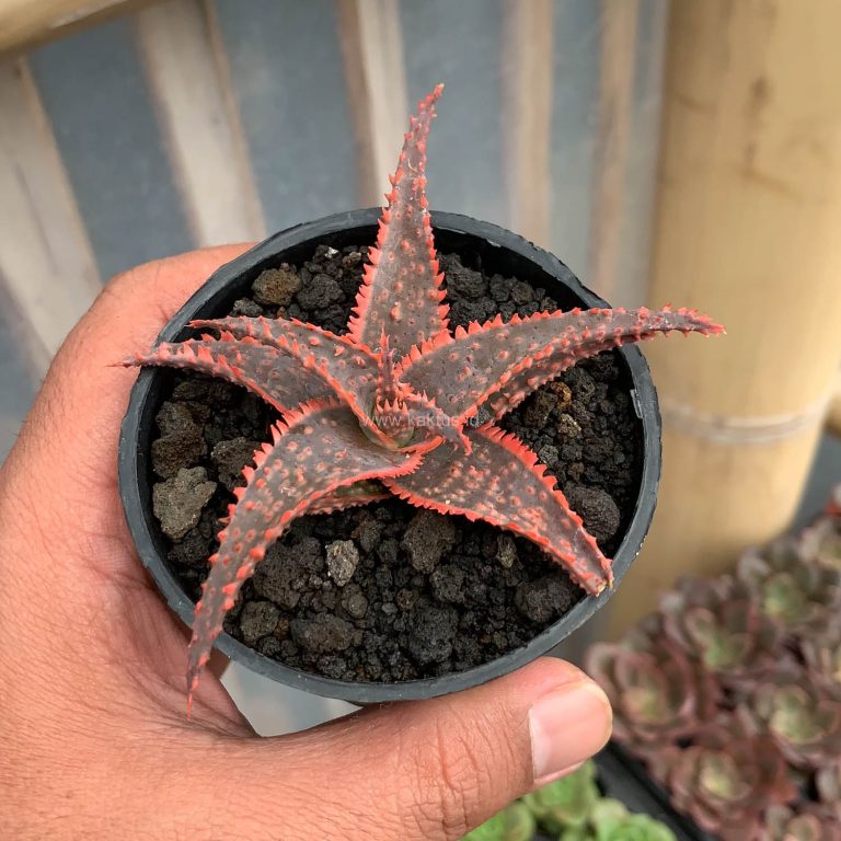 203. Aloe Christmas Carol