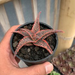 Alternative view of 203. Aloe Christmas Carol