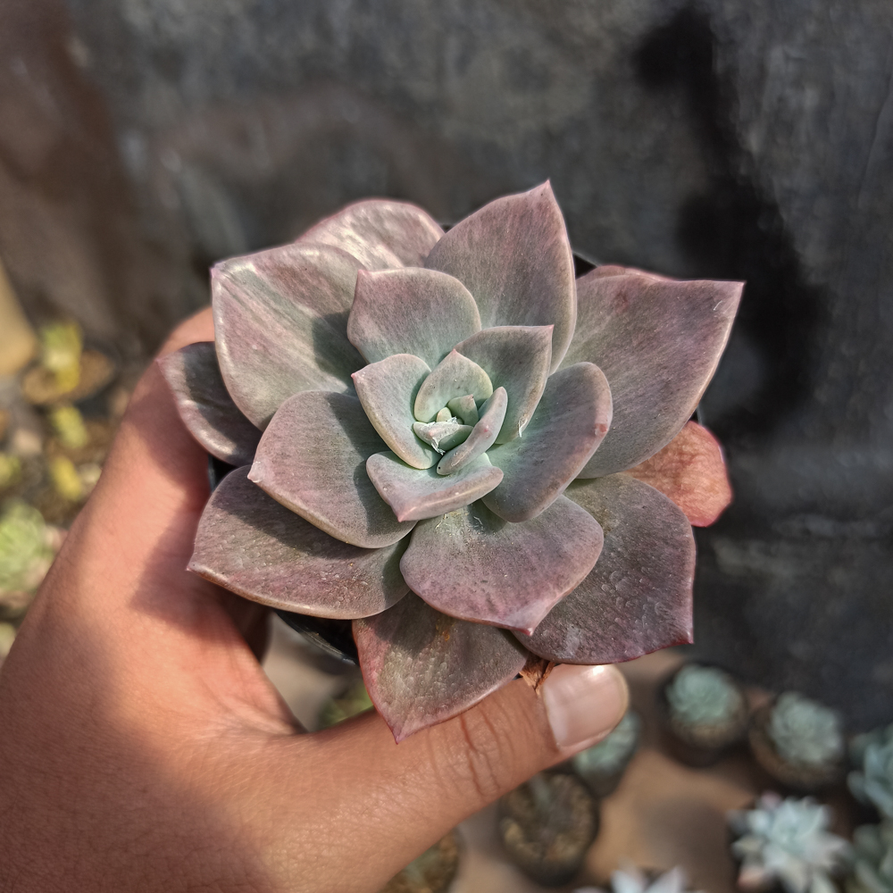 207. Graptoveria Albert Baynes Mutation - Image 3