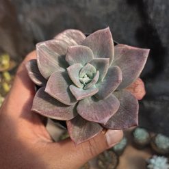 Alternative view of 207. Graptoveria Albert Baynes Mutation
