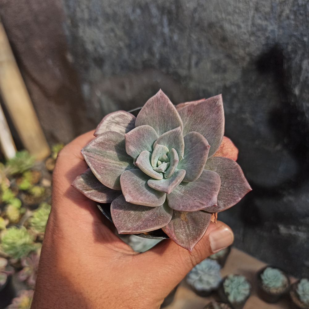 207. Graptoveria Albert Baynes Mutation - Image 4