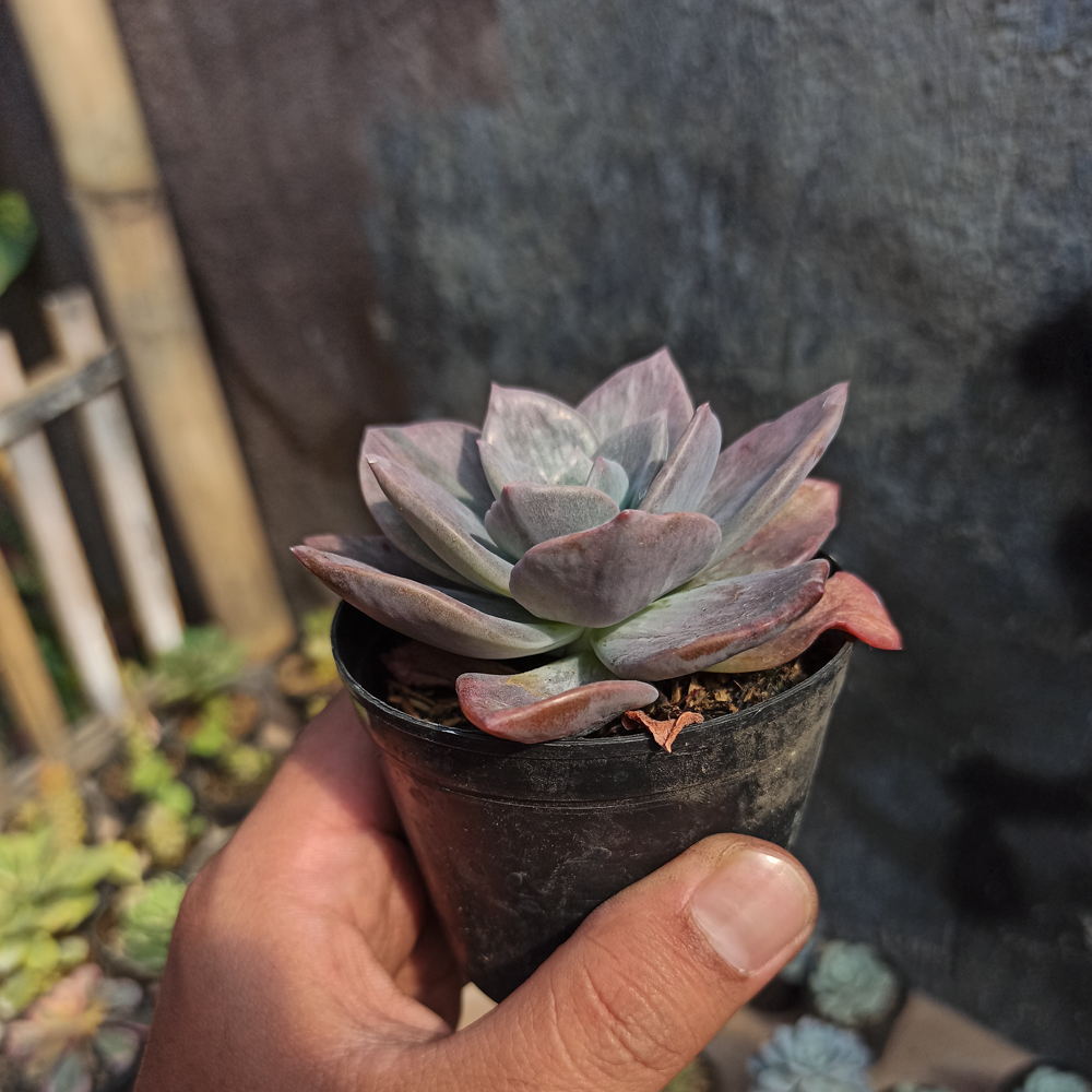 207. Graptoveria Albert Baynes Mutation - Image 6