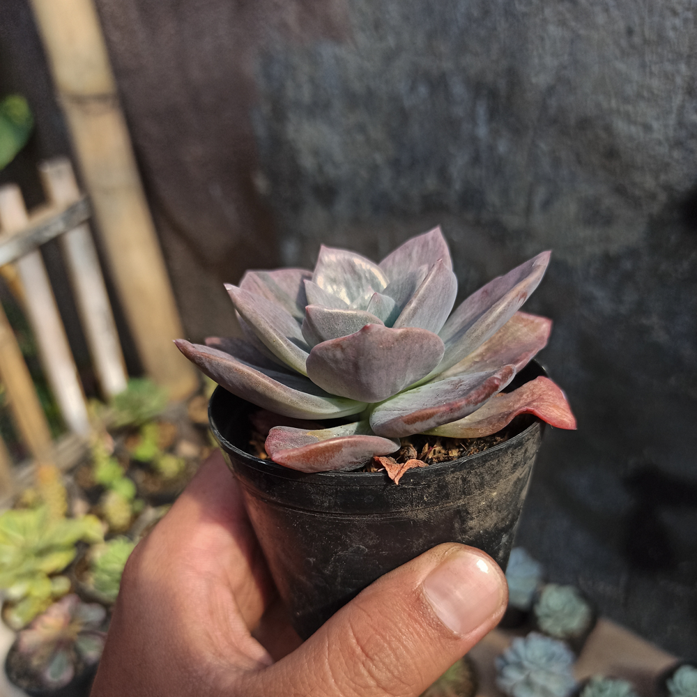 207. Graptoveria Albert Baynes Mutation - Image 5