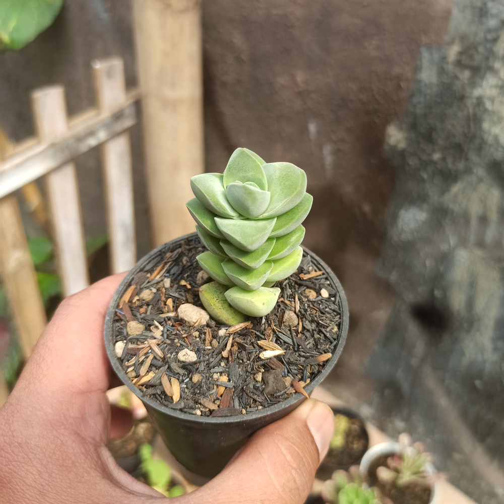 208. Crassula Moonglow - Image 3