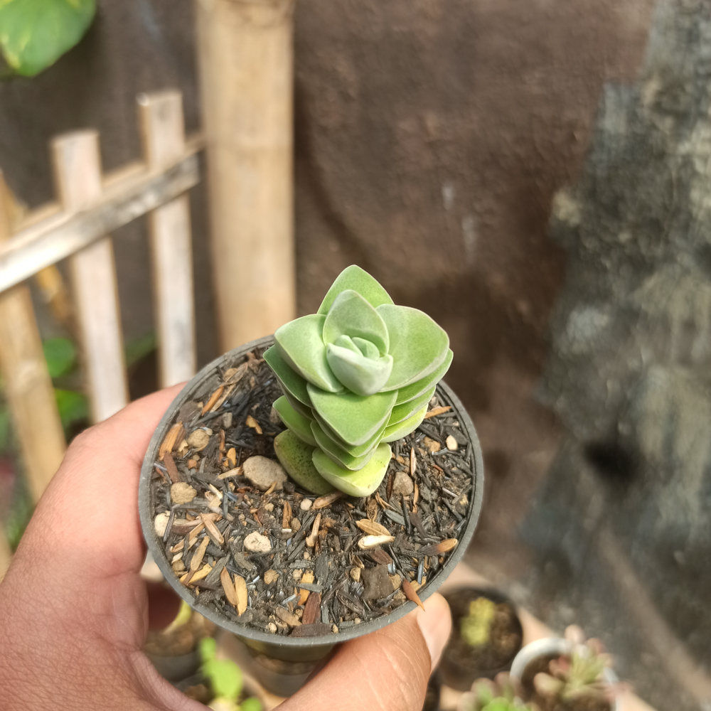 208. Crassula Moonglow - Image 4