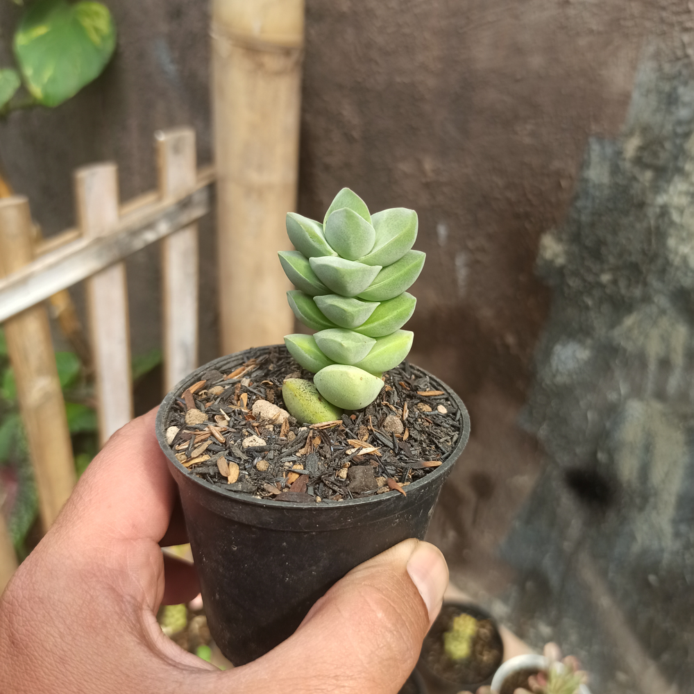 208. Crassula Moonglow - Image 5