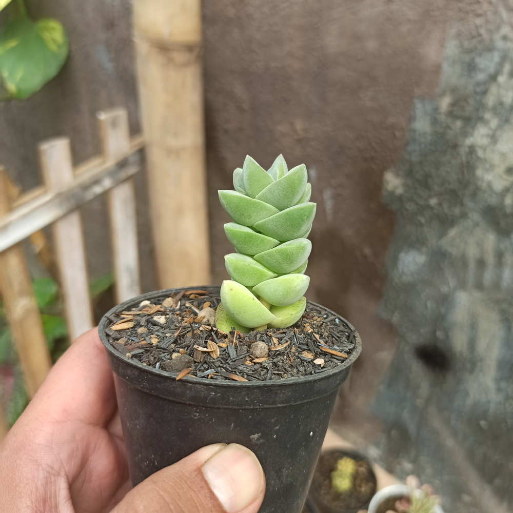 208. Crassula Moonglow - Image 7