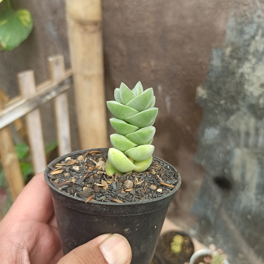208. Crassula Moonglow - Image 6