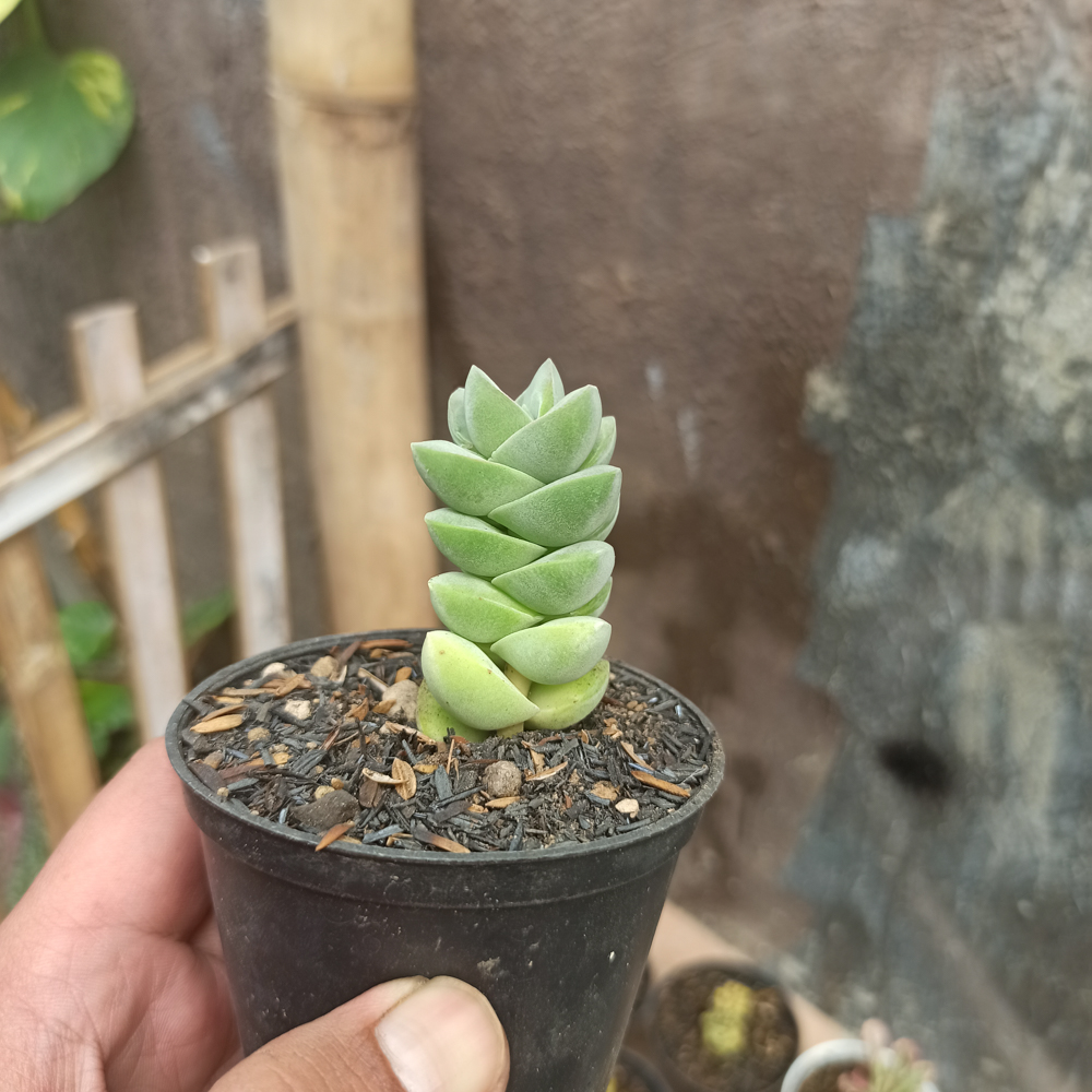 208. Crassula Moonglow - Image 8