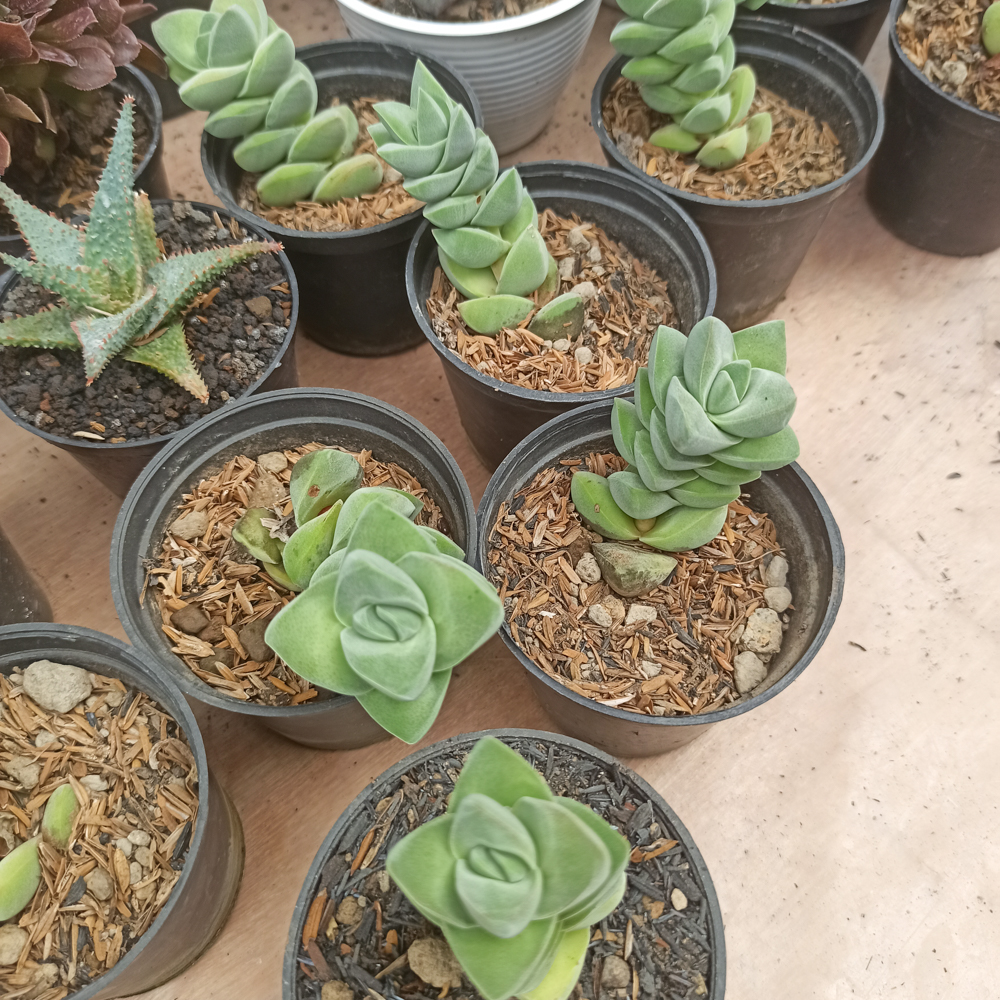 208. Crassula Moonglow - Image 9