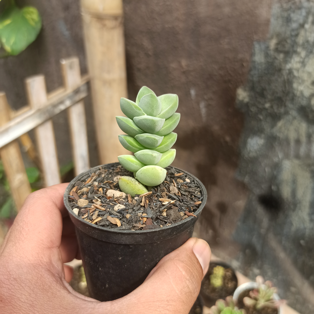 208. Crassula Moonglow - Image 2