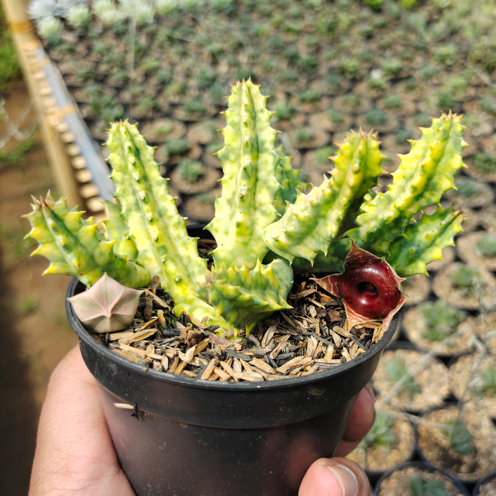 209. Huernia Zebrina Variegated - Image 4