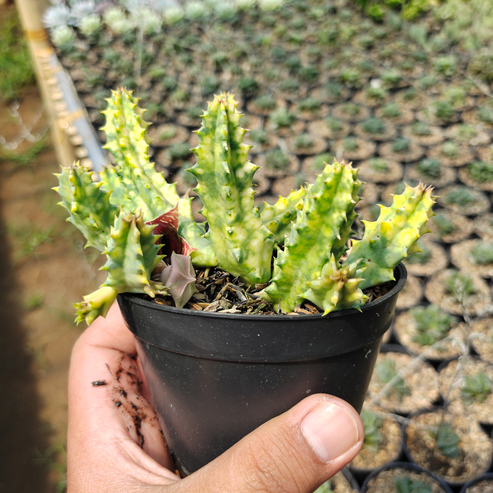 209. Huernia Zebrina Variegated - Image 5