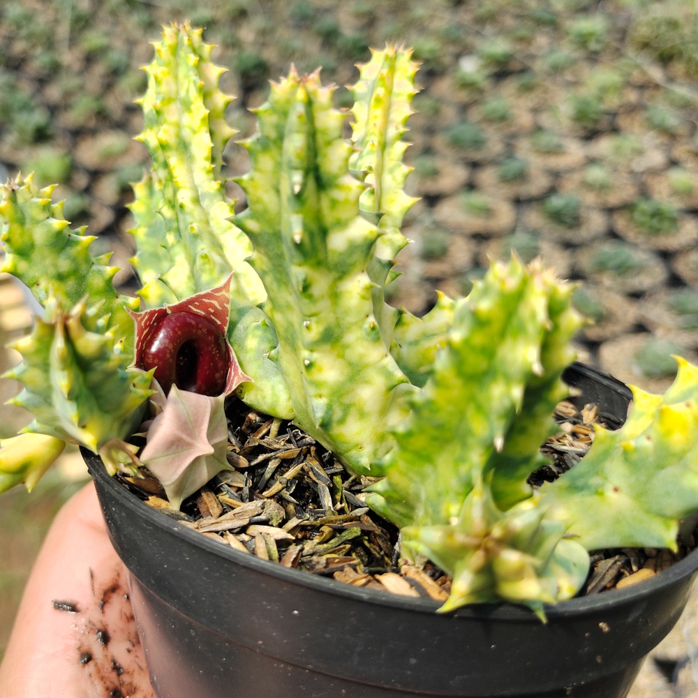 209. Huernia Zebrina Variegated - Image 6
