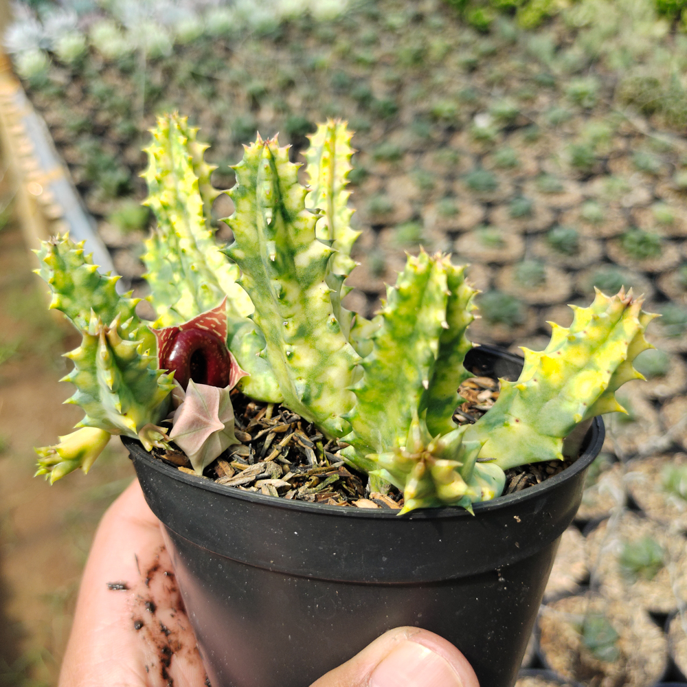 209. Huernia Zebrina Variegated - Image 2