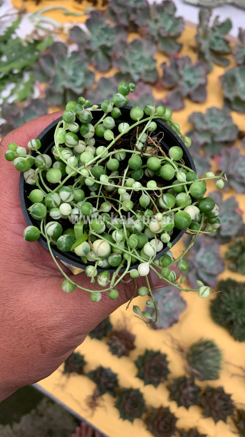 210. Senecio Rowleyanus Variegated / String Of Pearl Variegated - Image 4