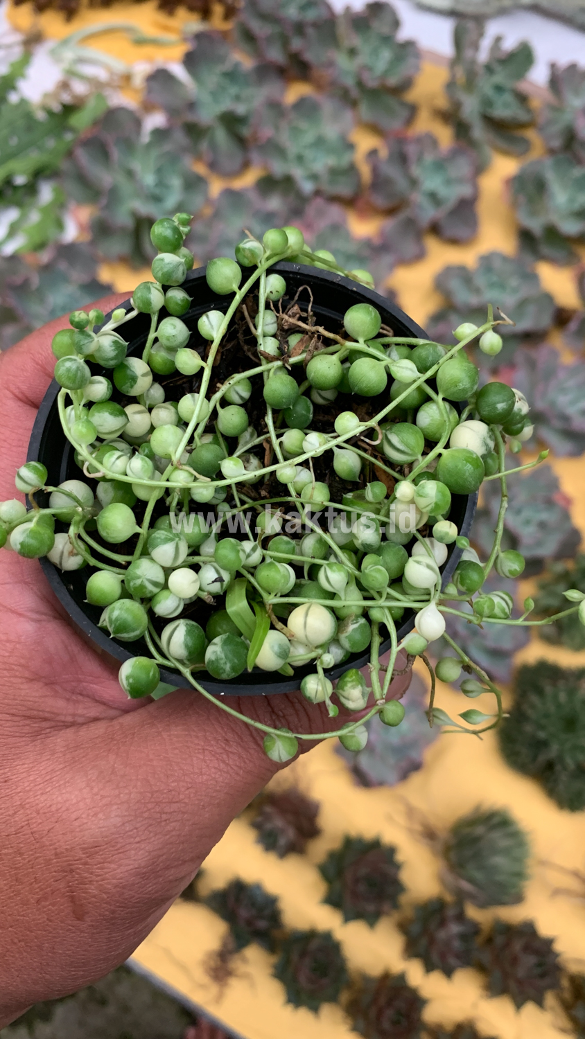 210. Senecio Rowleyanus Variegated / String Of Pearl Variegated - Image 3