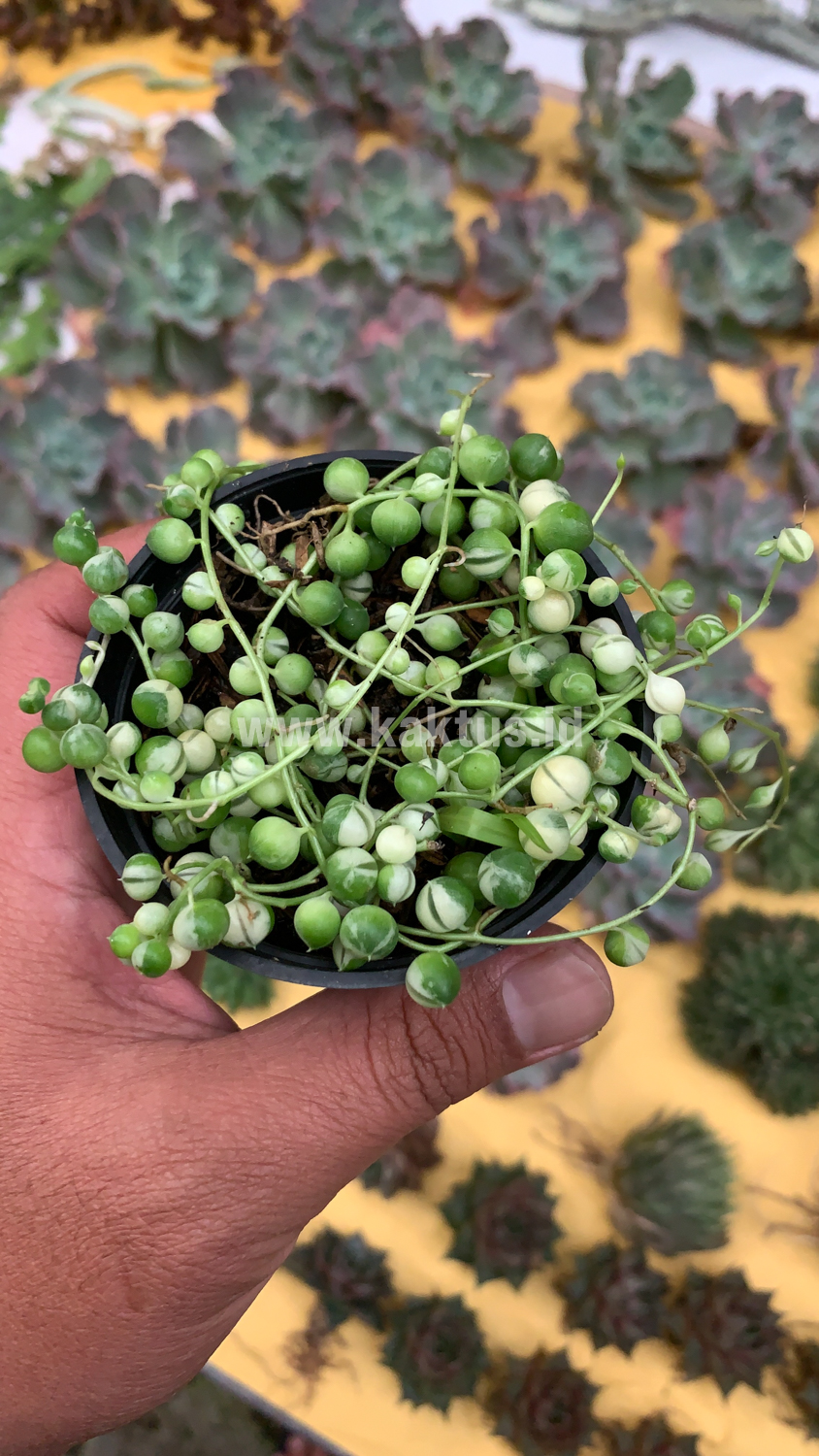 210. Senecio Rowleyanus Variegated / String Of Pearl Variegated - Image 5