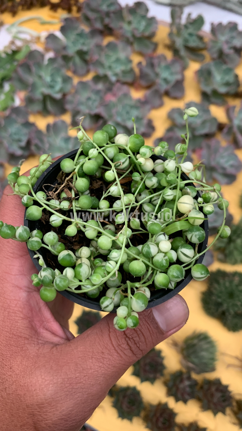 210. Senecio Rowleyanus Variegated / String Of Pearl Variegated - Image 7