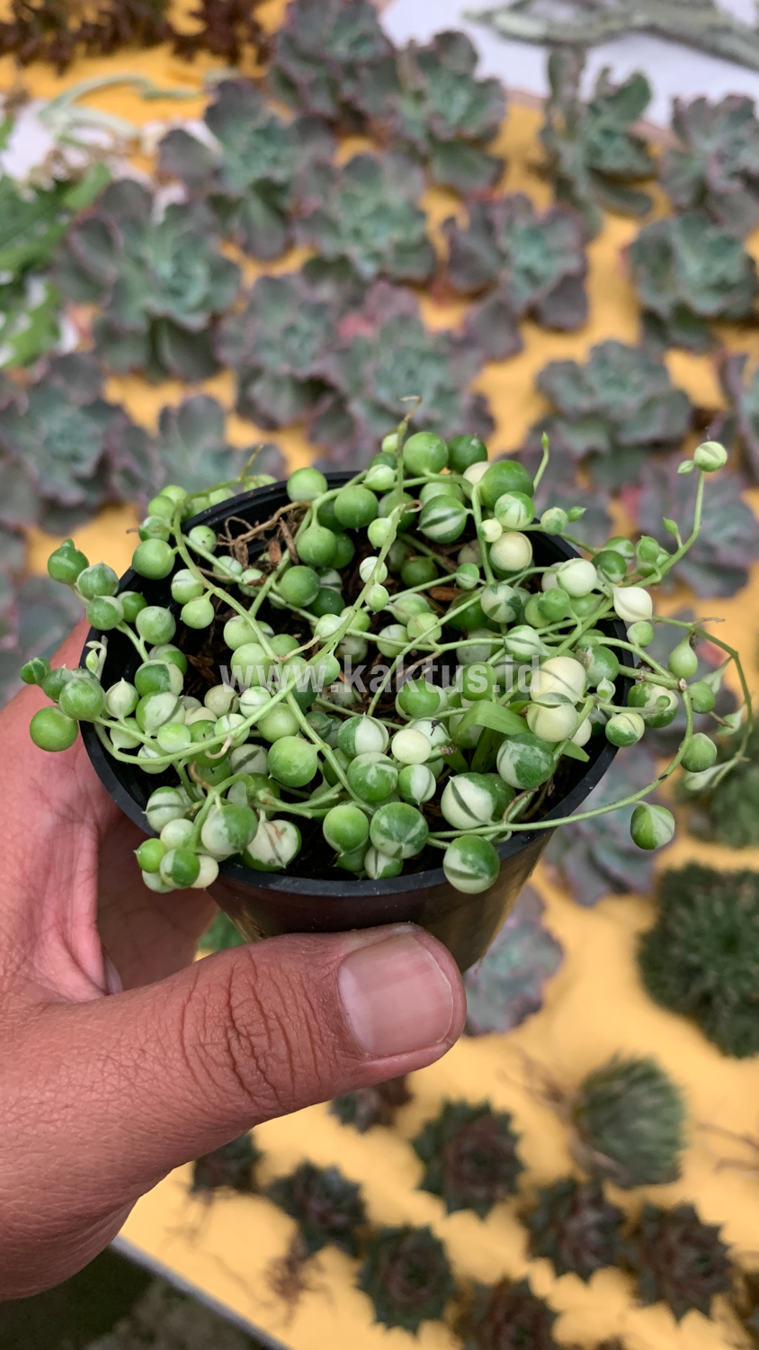 210. Senecio Rowleyanus Variegated / String Of Pearl Variegated - Image 6