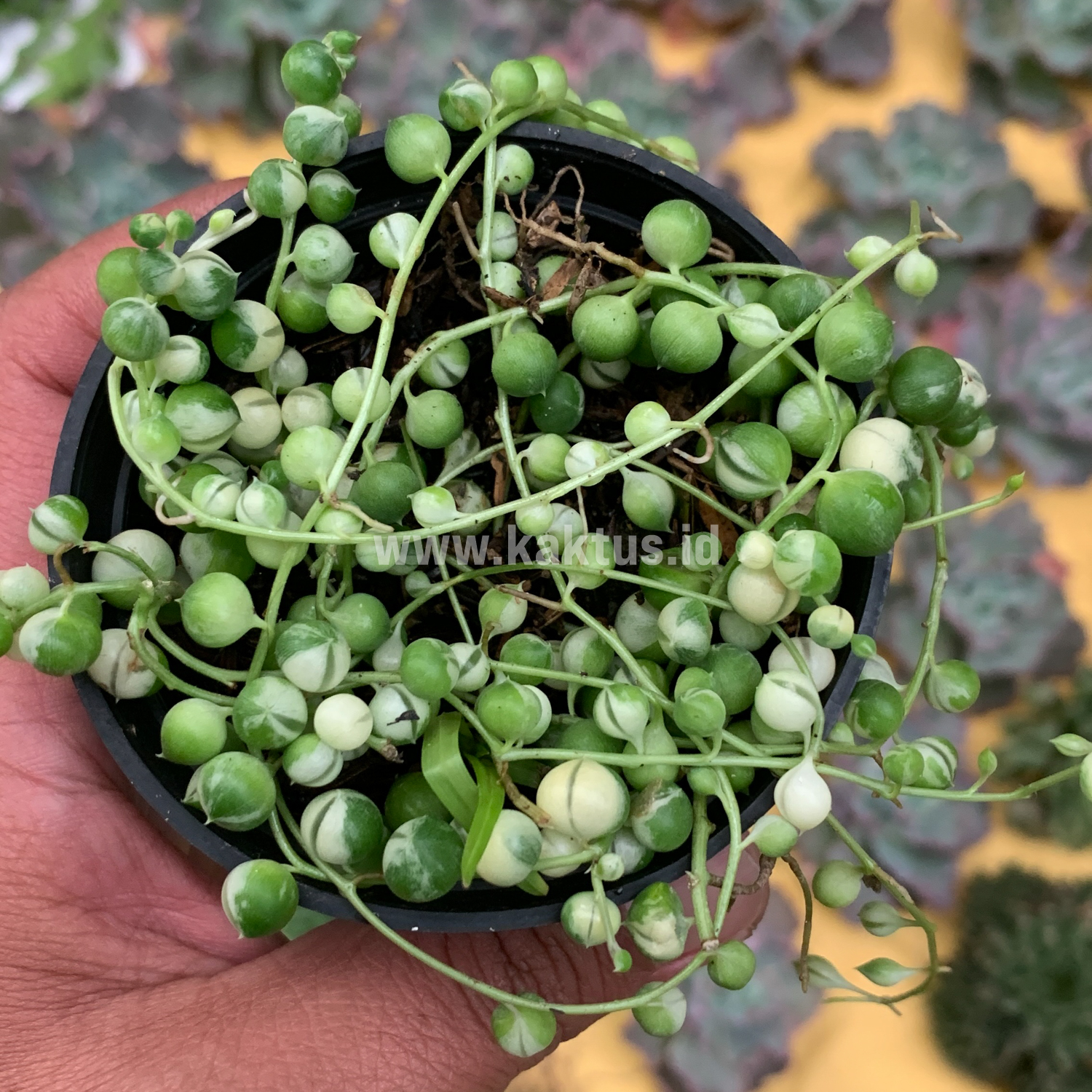 210. Senecio Rowleyanus Variegated / String Of Pearl Variegated