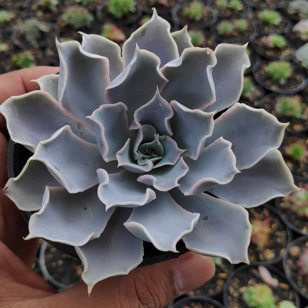 215. Echeveria Gray Curly - Image 12