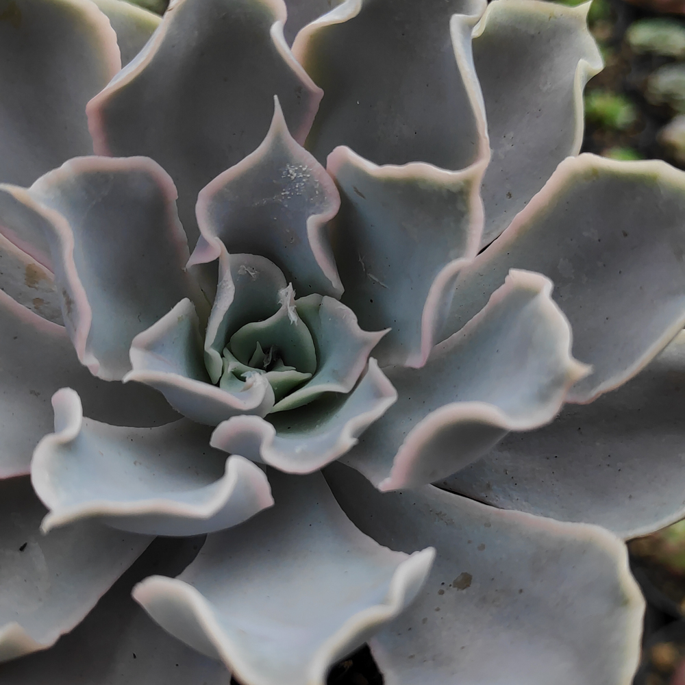 215. Echeveria Gray Curly - Image 15