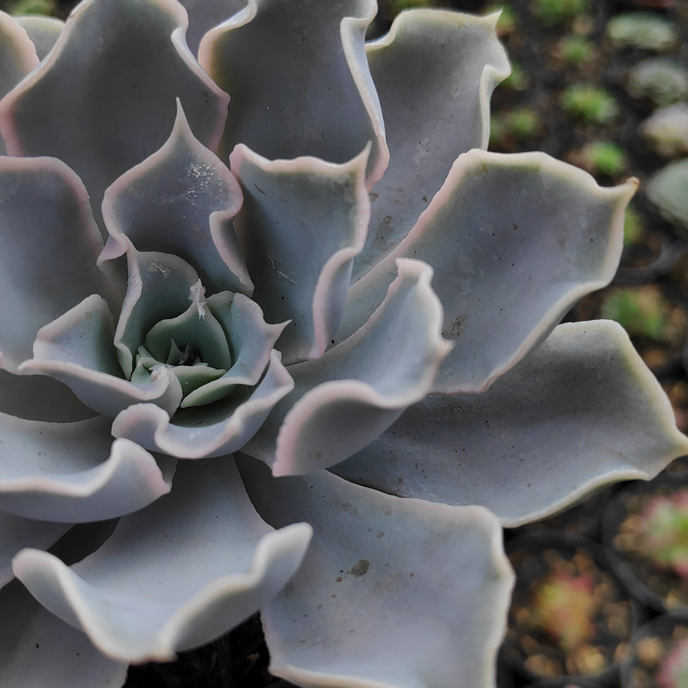 215. Echeveria Gray Curly - Image 18