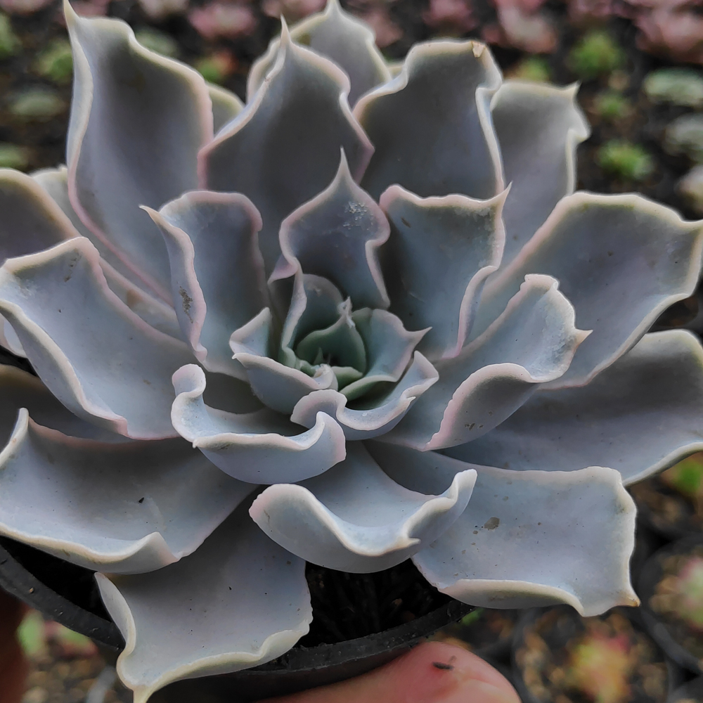 215. Echeveria Gray Curly - Image 19