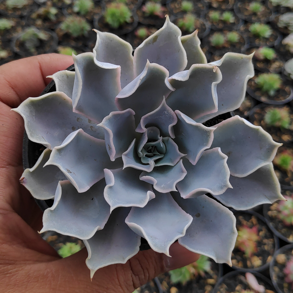 215. Echeveria Gray Curly - Image 20
