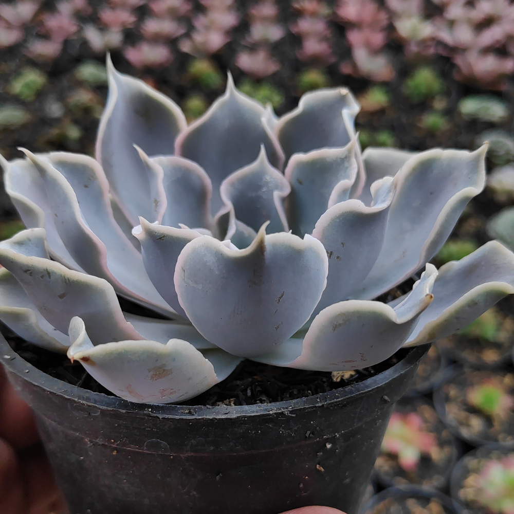 215. Echeveria Gray Curly - Image 21