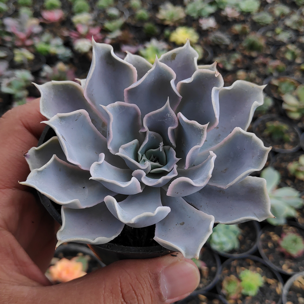 215. Echeveria Gray Curly - Image 2