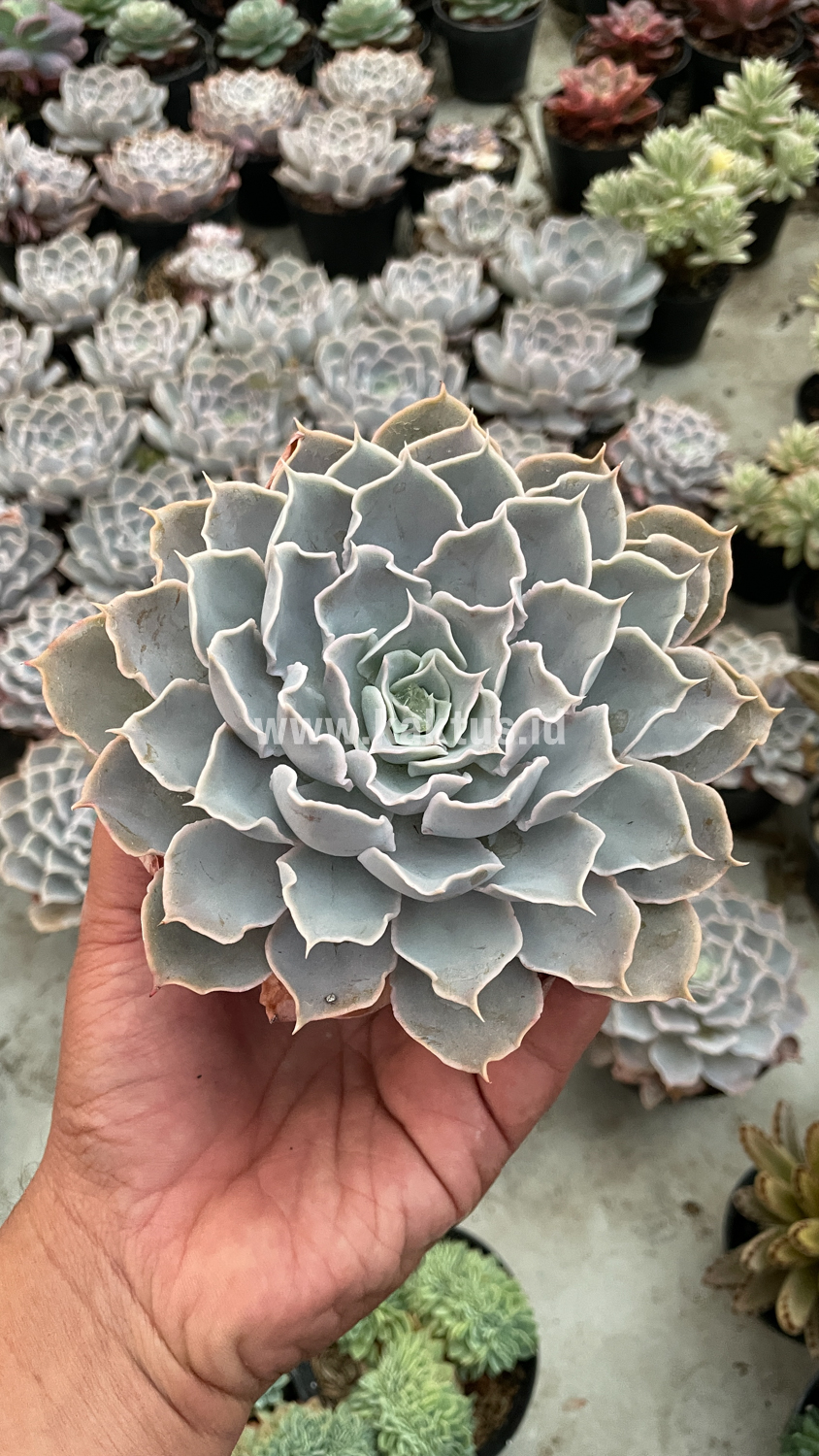 215. Echeveria Gray Curly - Image 32