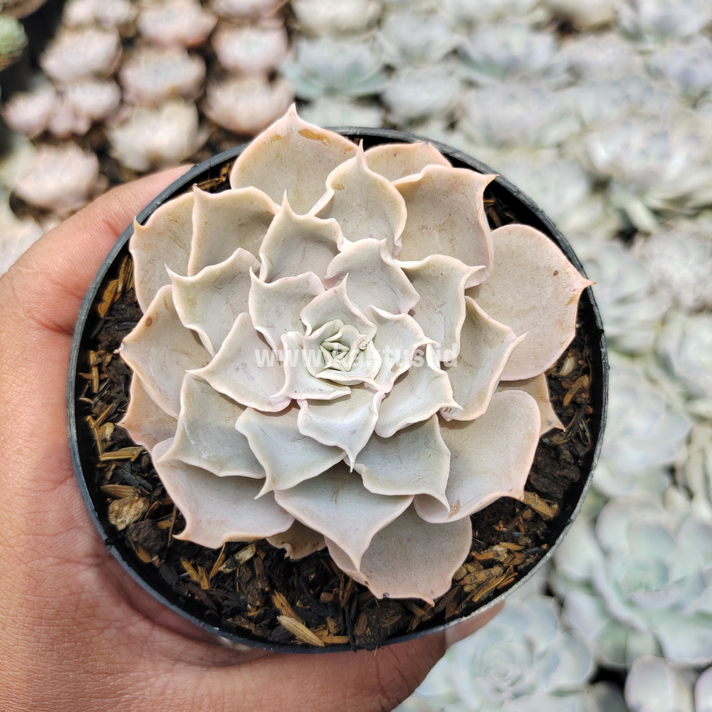 215. Echeveria Gray Curly - Image 5